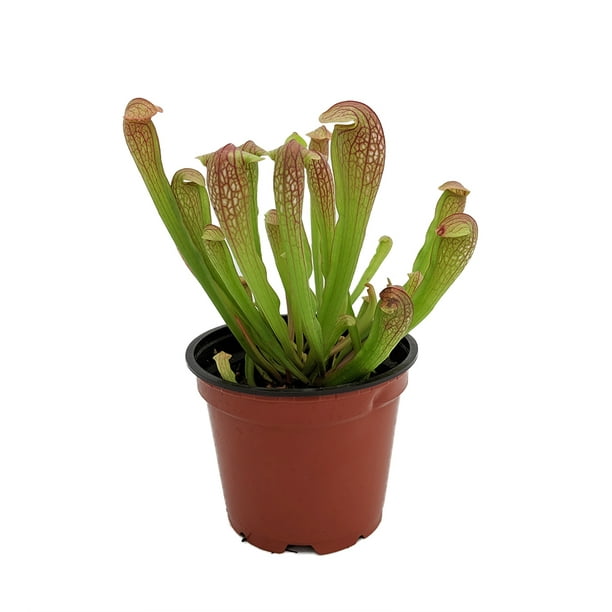 Gift Mature Holiday 3" Pot Nice Sarracenia Carnivorous Large Pitcher Plant